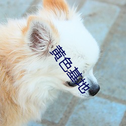 黄色基地