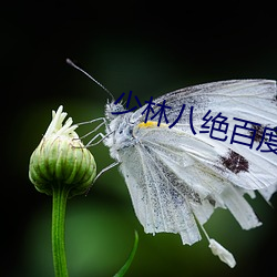 少林八绝(jué)百度百科
