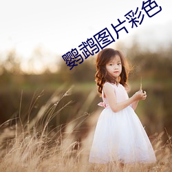 鹦鹉图片彩色