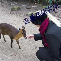 含羞草研究所