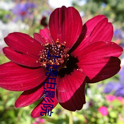 上(shàng)饶(ráo)电(diàn)影院