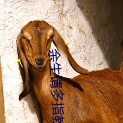 余生请多指教32集泄露版