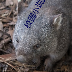 校園小說推薦