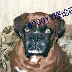 6080YY理论在线看手机看