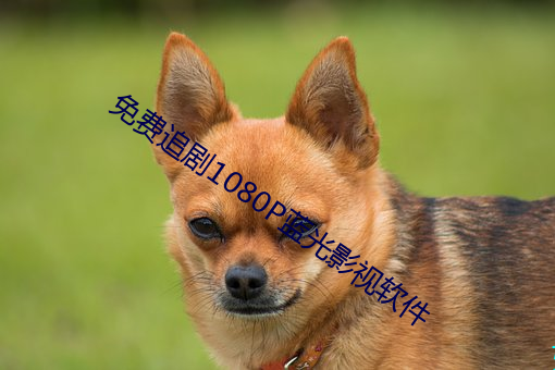 免(免)费(費)追剧1080P蓝(藍)光影视软件