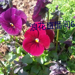 浪(浪)花直(直)播间(間)616