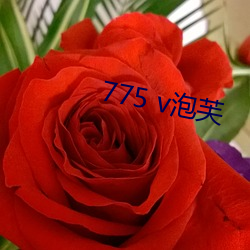 775 v泡芙