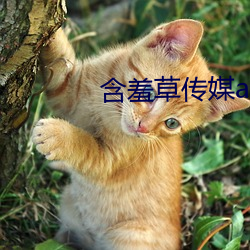 含羞草传媒app下载免费三