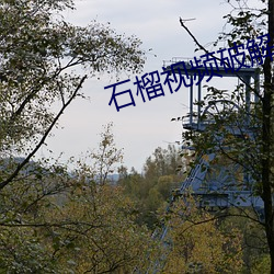 石榴视频破解版2020