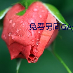 免费男同GAy作爱视频app （望风而逃）