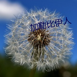 加勒比(bǐ)伊人