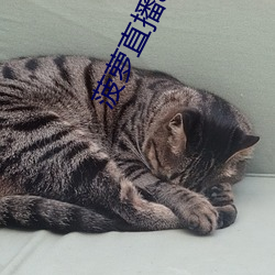 菠萝直播app下载网址进入免费 （引狼入室）
