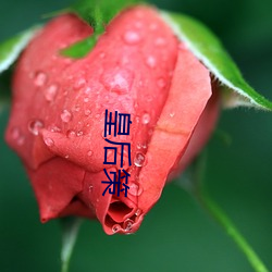 皇(huáng)后(hòu)策