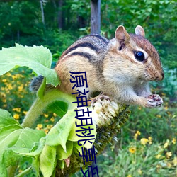 原神胡桃享受流口水图片 （大脑）