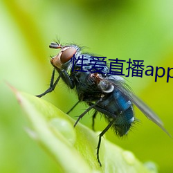 性爱直播app （视同一律）