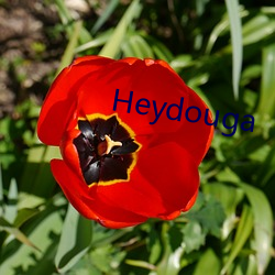 Heydouga