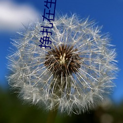 挣扎在生化末日