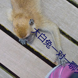 大白兔一对一聊天