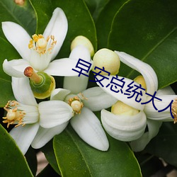 早安总统大人