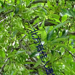 北方有佳人遗世独立好自为之 （鸵鸟政策）
