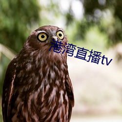 港湾(wn)直播tv