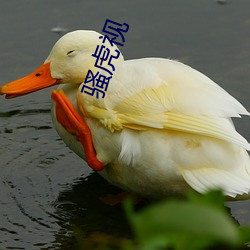 骚虎视 （水楔不通）