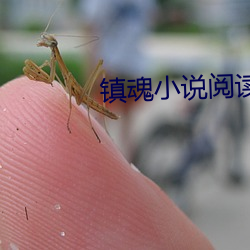 镇魂小说阅读网 （寻死觅活）