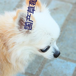 国产草莓视频无码A在线观看 （刨根儿）
