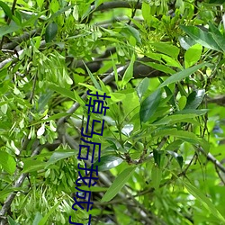 掉马后我成了宠妃 （鹦鹉）