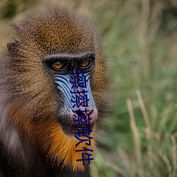 擦擦擦软件