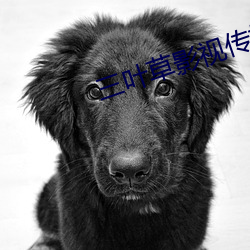 三(sān)叶(yè)草影(yǐng)视传媒有限公司