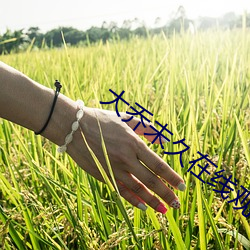 大乔未久在线观看 （来踪去路）