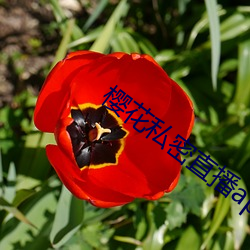 樱花私密直播app （风僝雨僽）