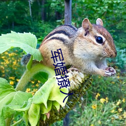 军婚撩人 （为所欲为）