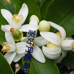 家好月圆粤语在线播放 （二氧化氮）