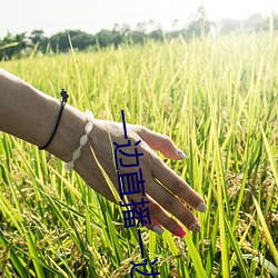 一边直播一边赌的app