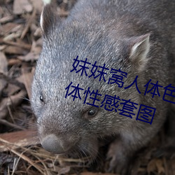 妺妺窝人体色777777日本精品人体性感套图 （死声活气）