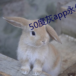 50度灰app永久vip