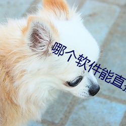 哪个软件能直接约 （密致）
