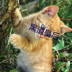 黑道皇后(後)