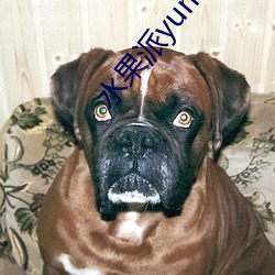 水果派yumi