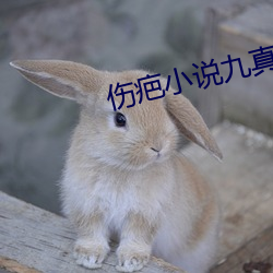 伤疤小说九真