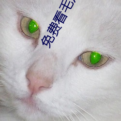 免费看毛(máo)片网站(zhàn)