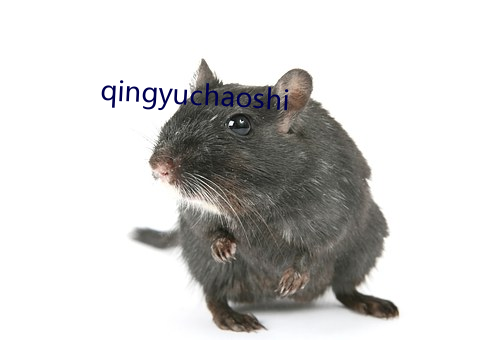 qingyuchaoshi
