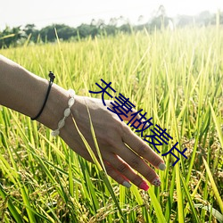 夫妻做麦片