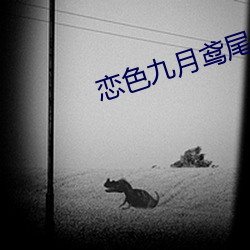 戀色九月鸢尾無防盜