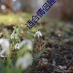 適合情侶睡前看的電影