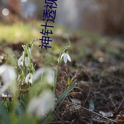 神针透视眼