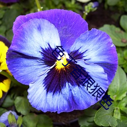 色丁(dīng)香狠狠色