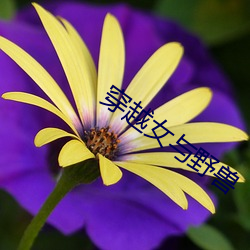 穿越女與野獸